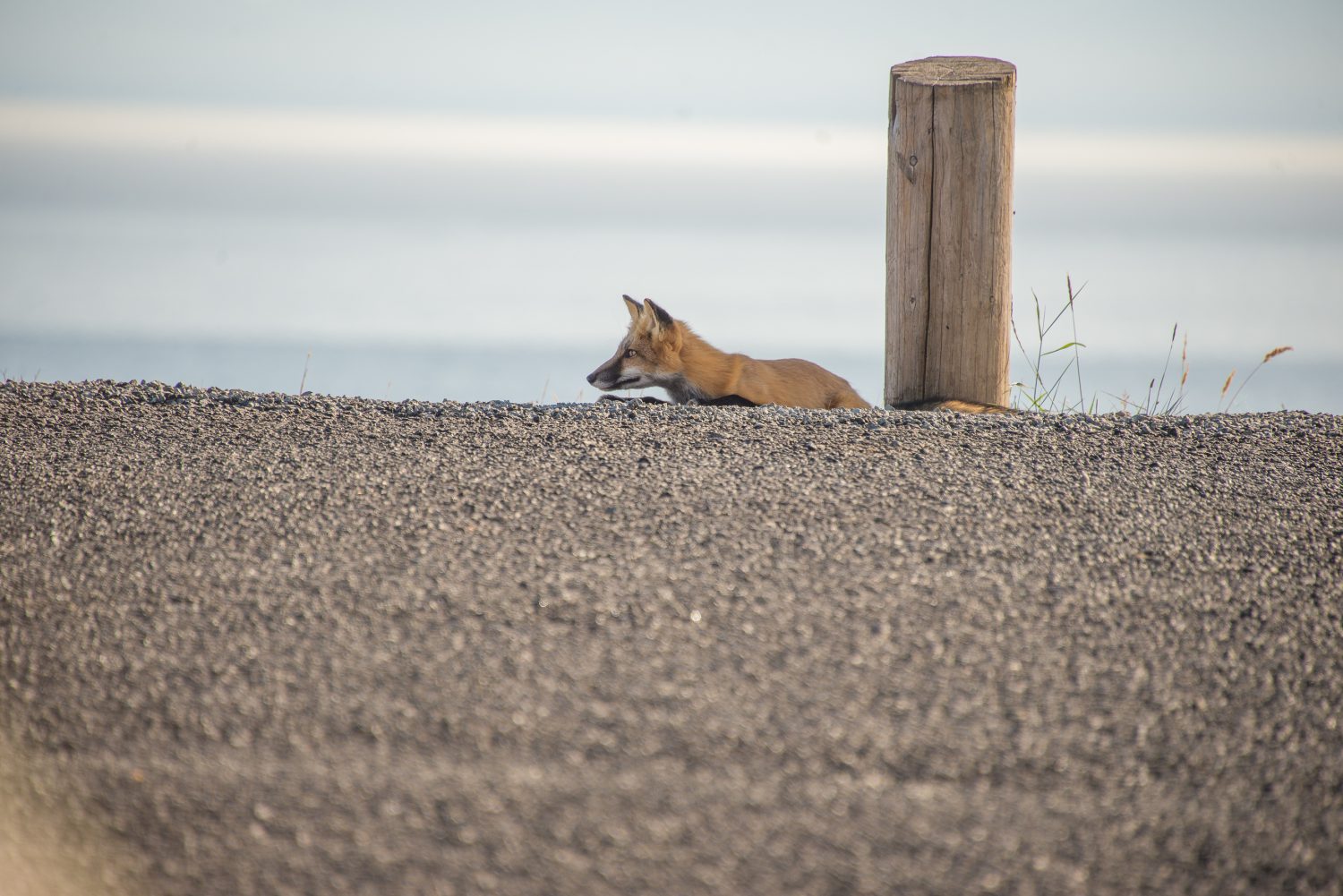Fox, San Juan Islands, Washington